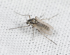 Procladius rufovittatus