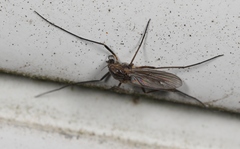 Prodiamesa olivacea