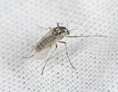 Procladius rufovittatus