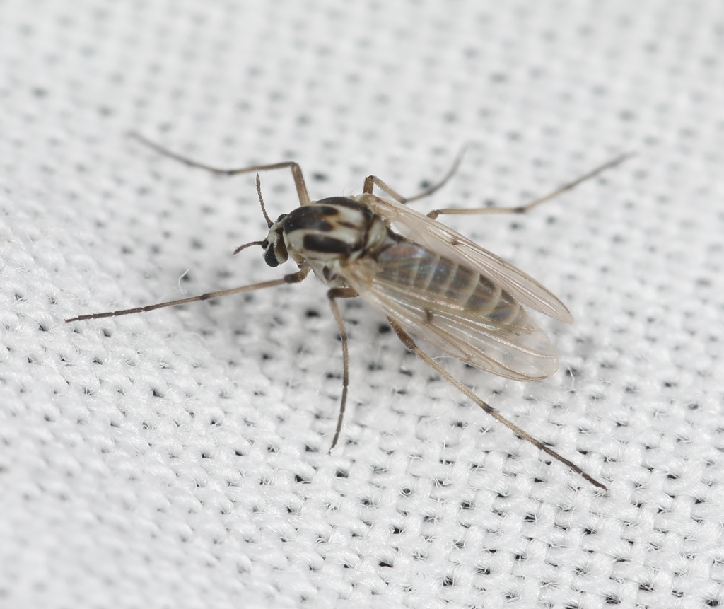 Procladius rufovittatus
