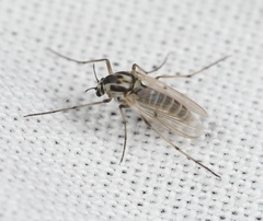 Procladius rufovittatus