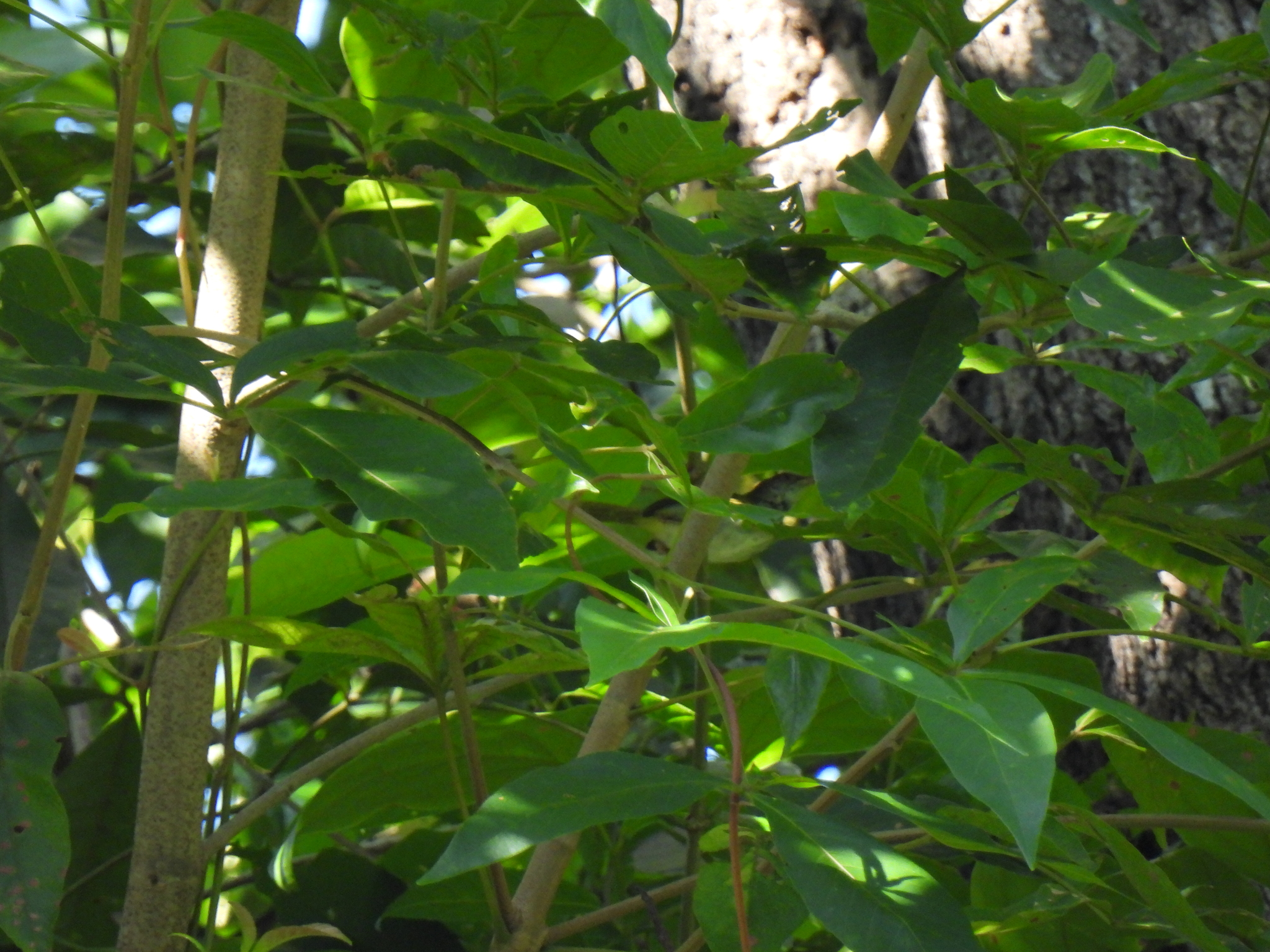 Dark-necked Tailorbird