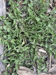 Taraxacum