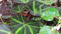 Begonia solimutata