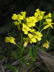 Barbarea rupicola