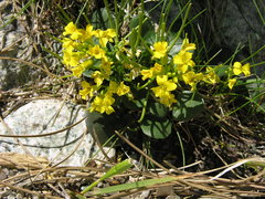 Barbarea rupicola