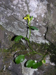 Barbarea rupicola