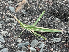 Acrida acuminata