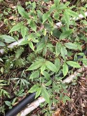 Viburnum integrifolium