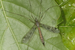 Tipula truncorum