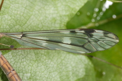 Tipula truncorum