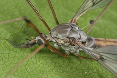 Tipula truncorum