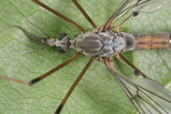 Tipula truncorum