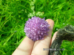 Peronospora violacea