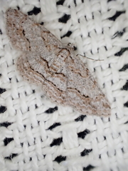 Didymoctenia exsuperata