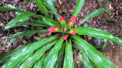 Nidularium innocentii