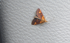 Pyrausta orphisalis