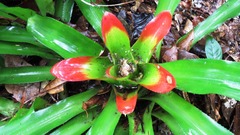 Nidularium innocentii