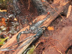 Heterometrus longimanus