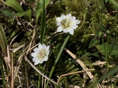 Chondrophylla