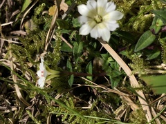 Chondrophylla