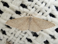 Idaea philocosma