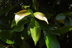 Syzygium kusukusuense