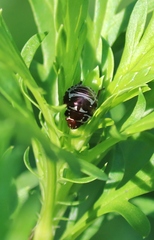 Orsilochides stictica