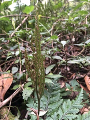 Sceptridium formosanum