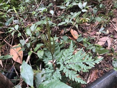 Sceptridium formosanum