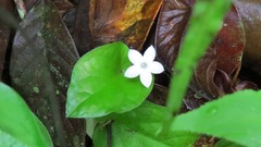 Geophila