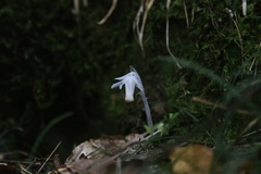 Monotropastrum humile glaberrimum