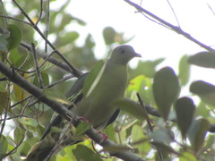 Treron fulvicollis