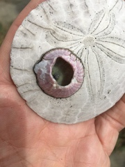 Paraconcavus pacificus