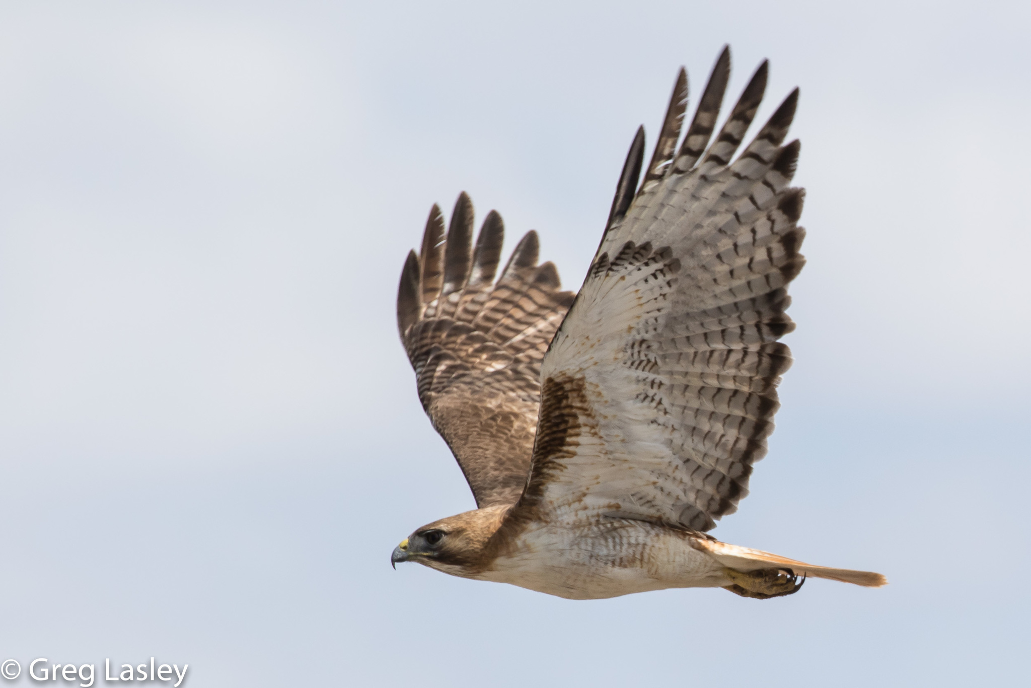 Aguilillas Y Parientes (Género Buteo) · NaturaLista Mexico