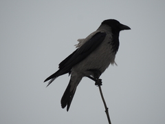 Corvus cornix