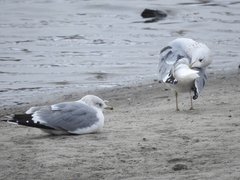 Larus canus