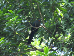 Phaenicophaeus sumatranus