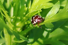 Orsilochides stictica