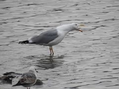 Larus cachinnans
