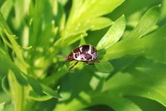 Orsilochides stictica