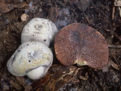 Rossbeevera griseovelutina