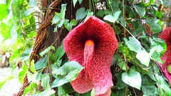 Aristolochia gigantea
