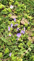 Veronica filiformis