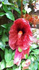 Aristolochia gigantea
