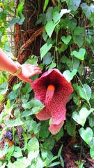 Aristolochia gigantea