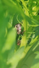 Orsilochides stictica
