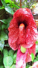 Aristolochia gigantea