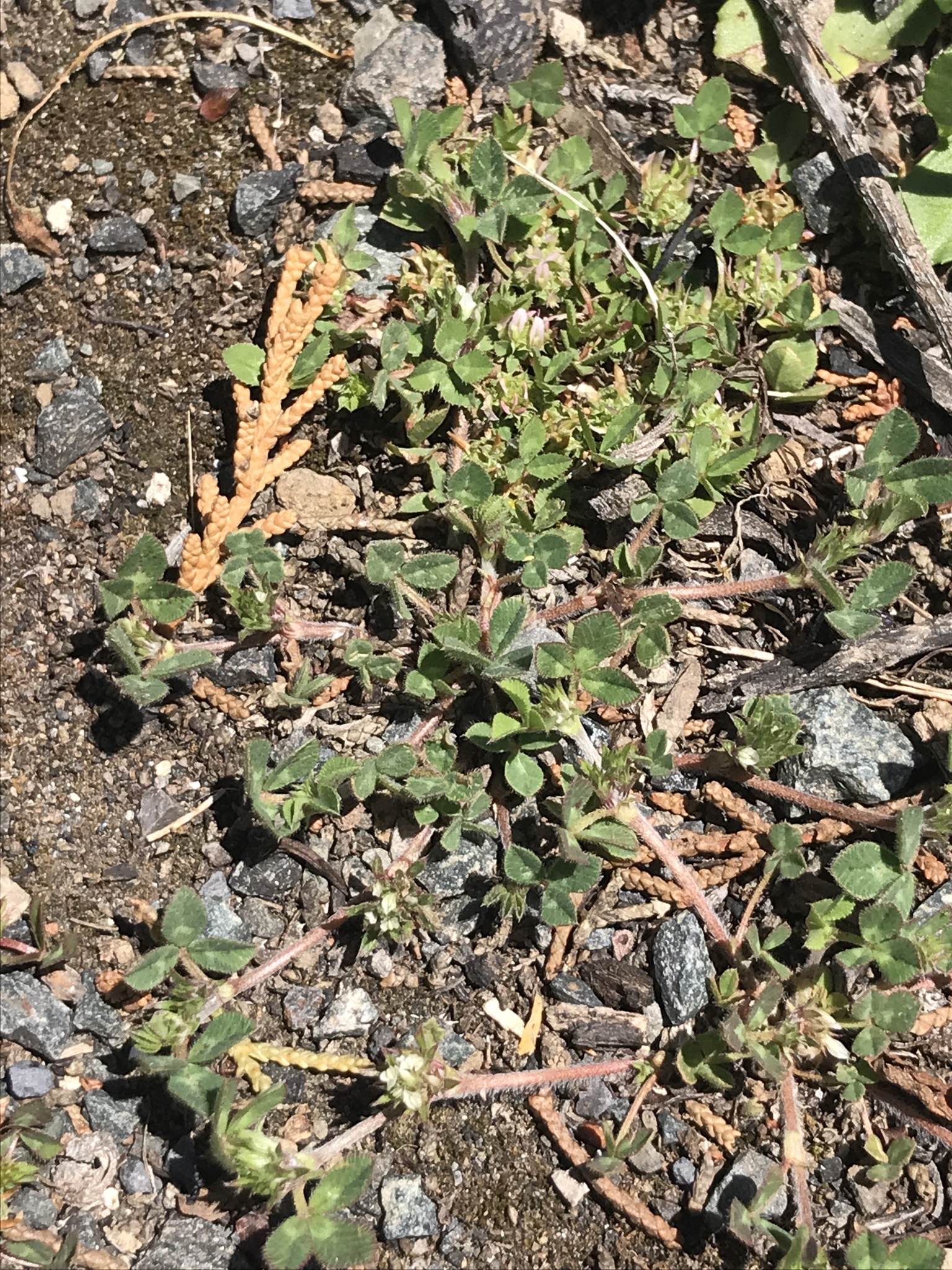 Trifolium glomeratum