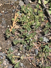 Trifolium glomeratum image